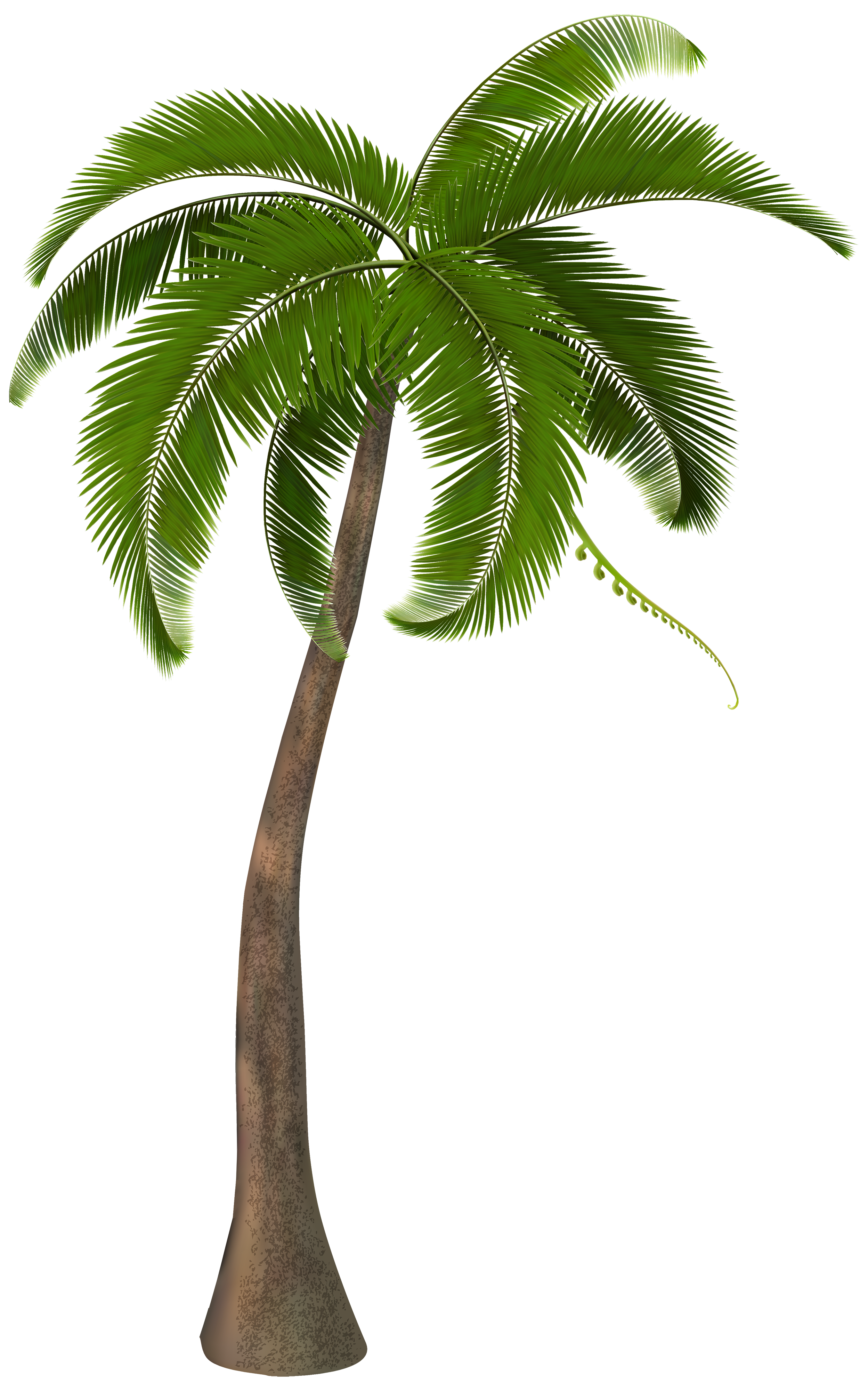 lent clipart palm leaf