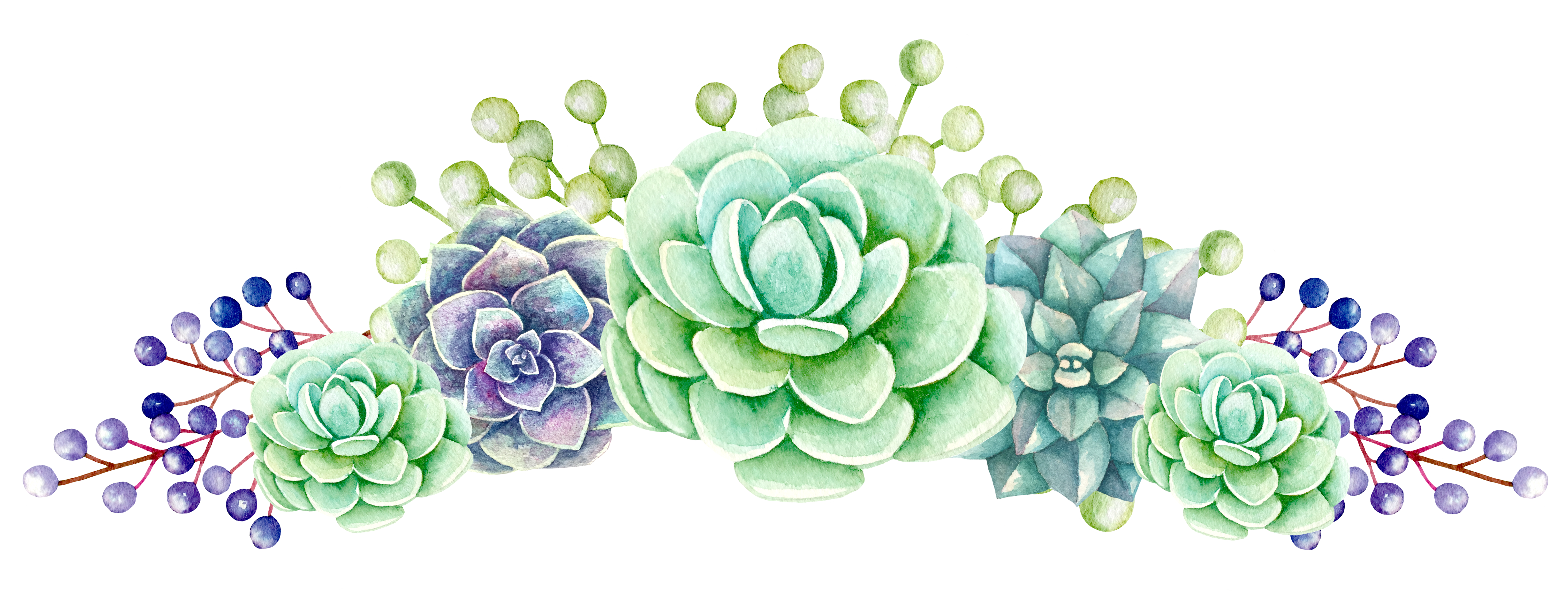Flower tea production in. Clipart roses succulent