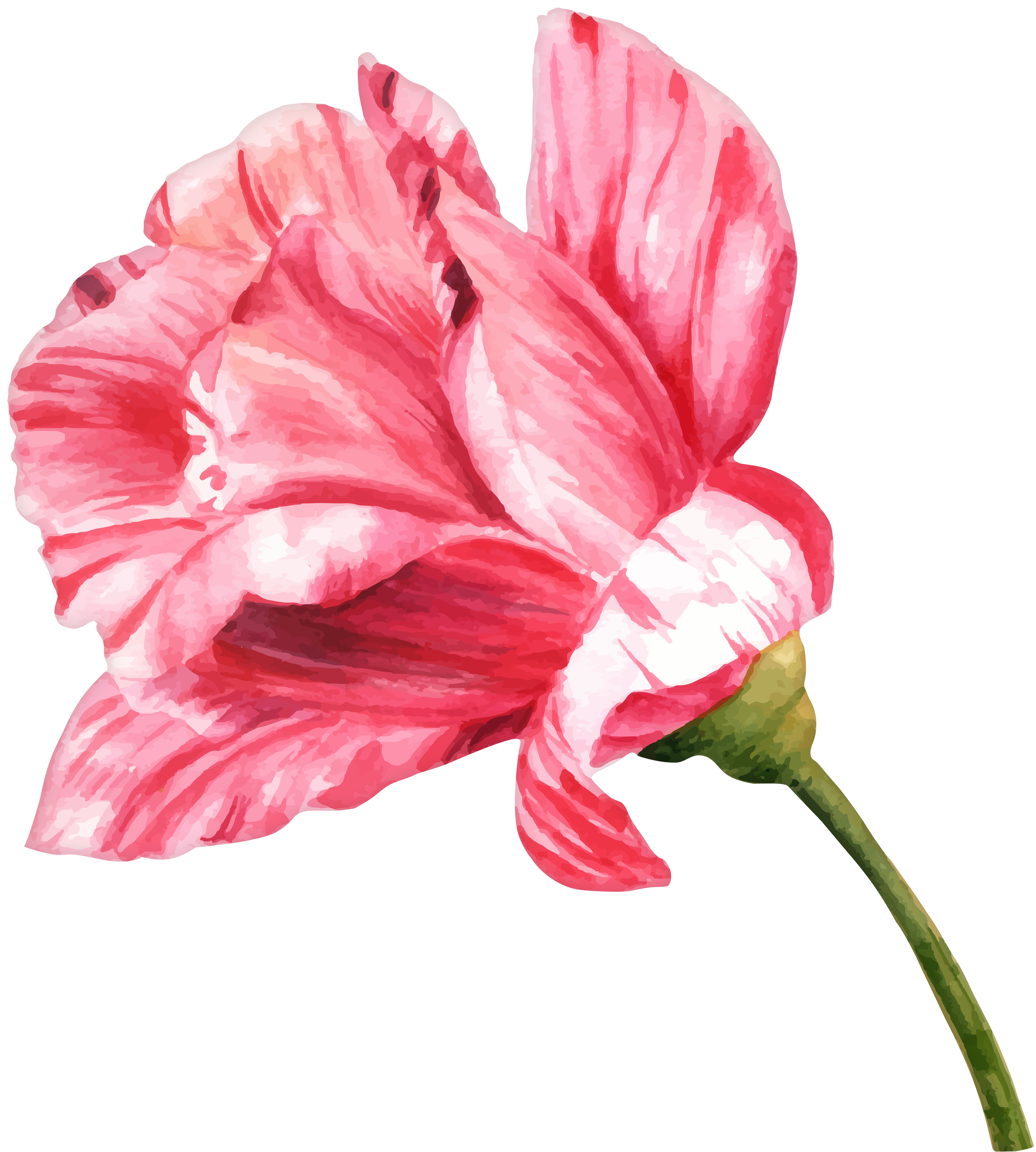 Watercolor flower png clip. Daisy clipart realistic