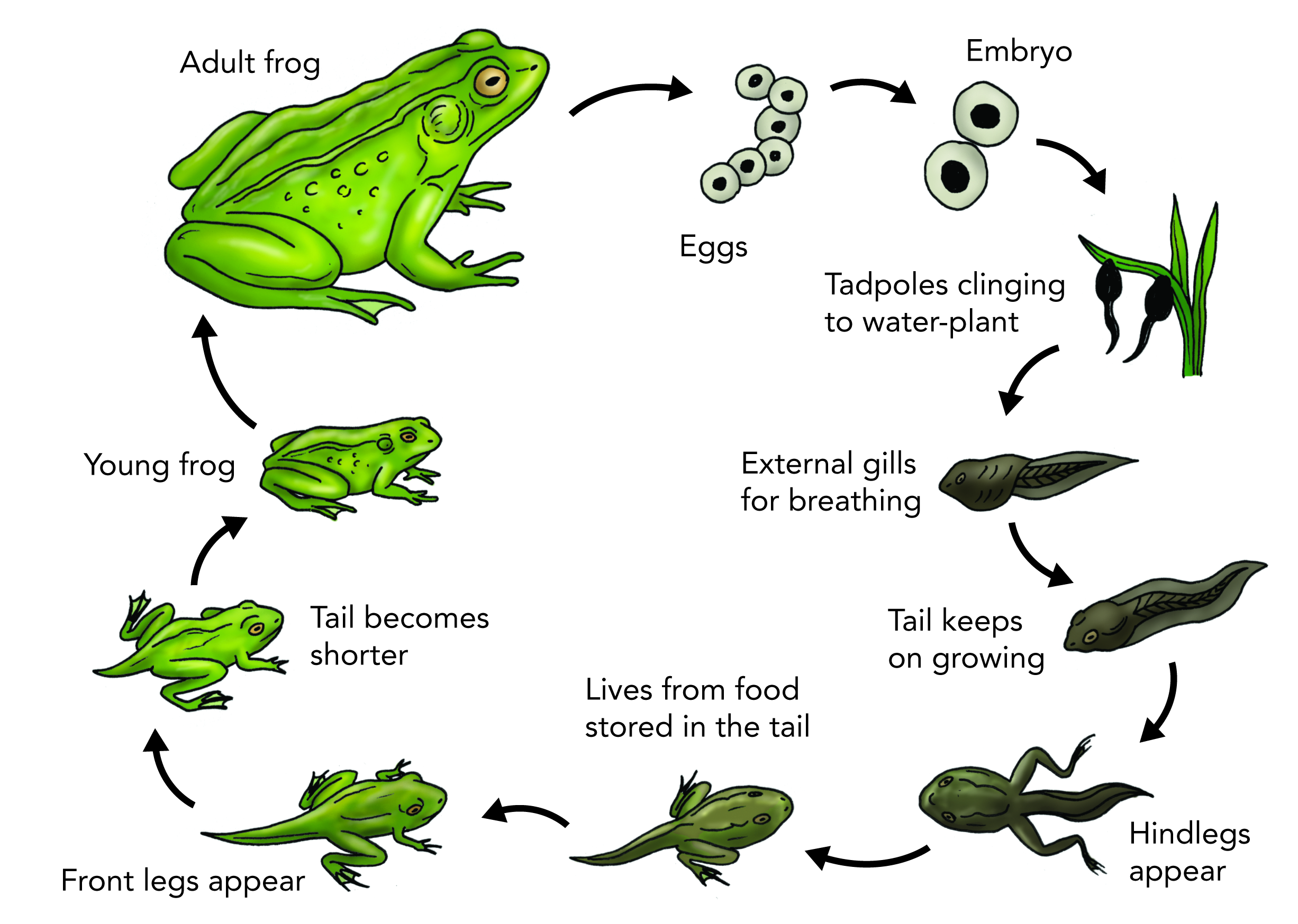 Clipart frog amphibian. Cycle pencil and in