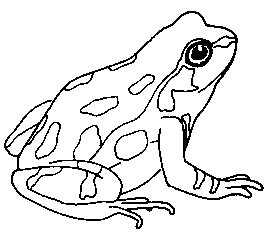 Free download clip art. Clipart frog black and white