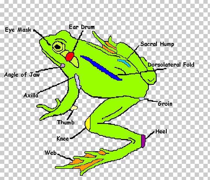 Anatomy human dissection organ. Clipart frog body