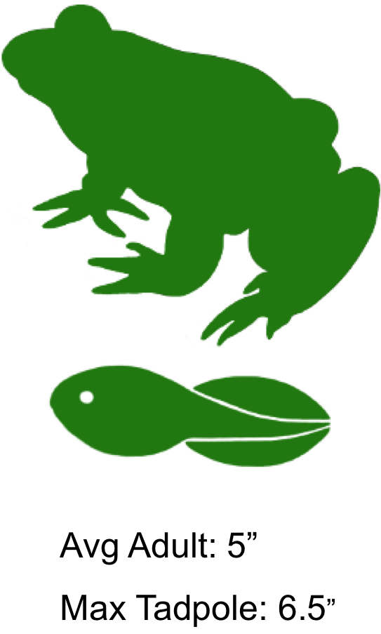 clipart frog bullfrog