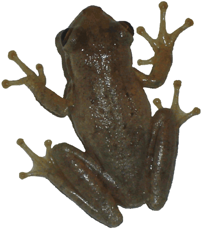 Clipart frog clear background. Free transparent nature images