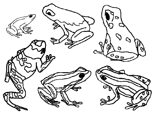 Cold clipart frog. Absolute frogs poisonthgif bytes