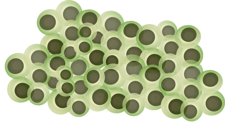  collection of eggs. Clipart frog egg