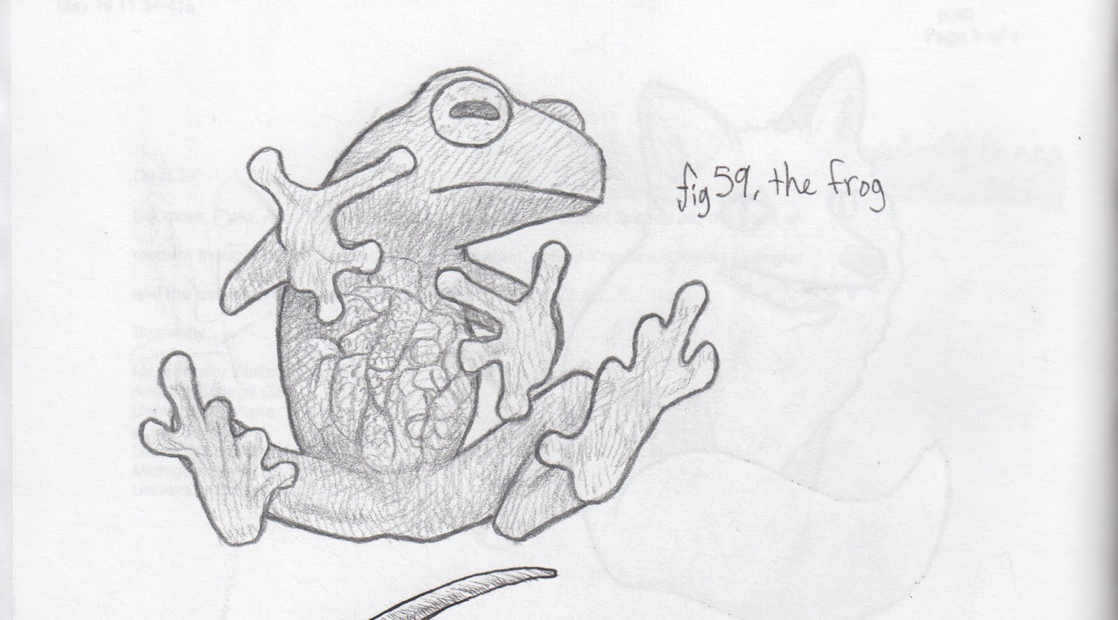 Clipart frog glass frog. Free drawn download clip