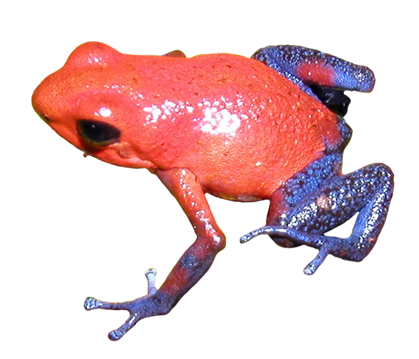 Clipart frog poison dart frog. Clip art strawberry 