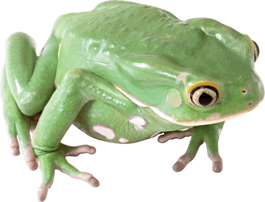 clipart frog transparent background