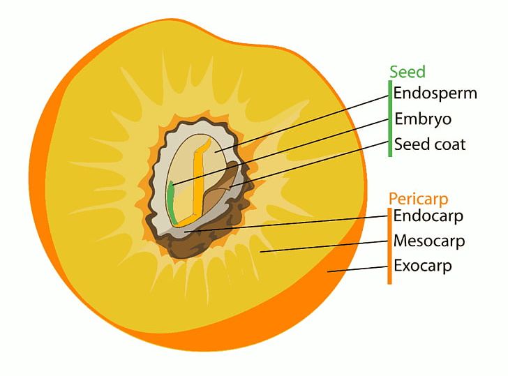 clipart fruit diagram