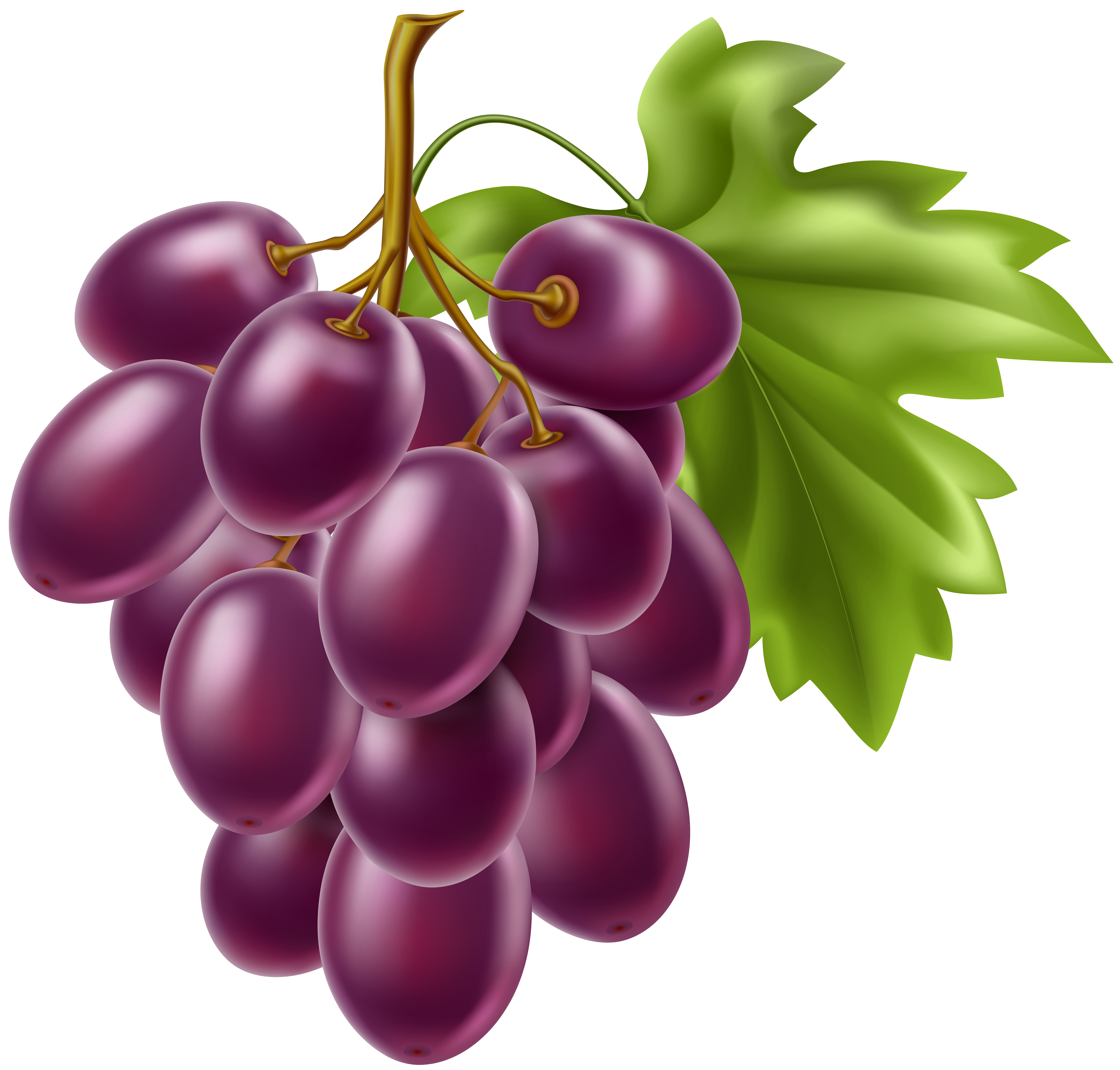Grapes png gallery yopriceville. Grape clipart fruit