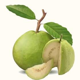 fruit clipart guava