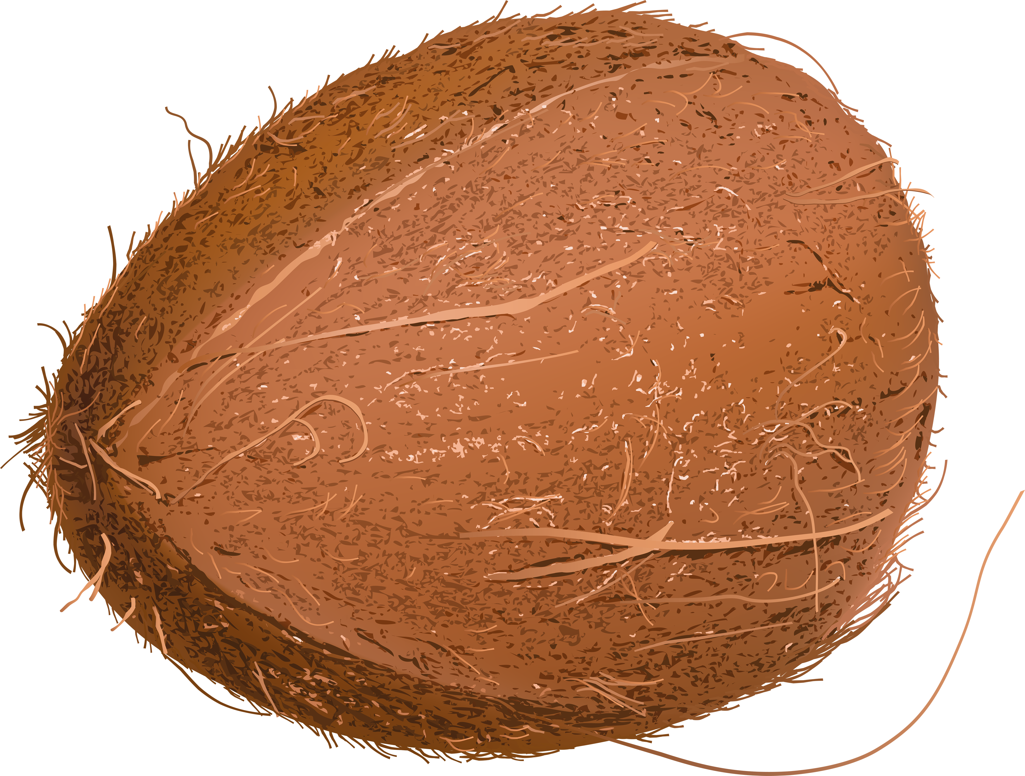 Coconut clipart diagram. Png images free download