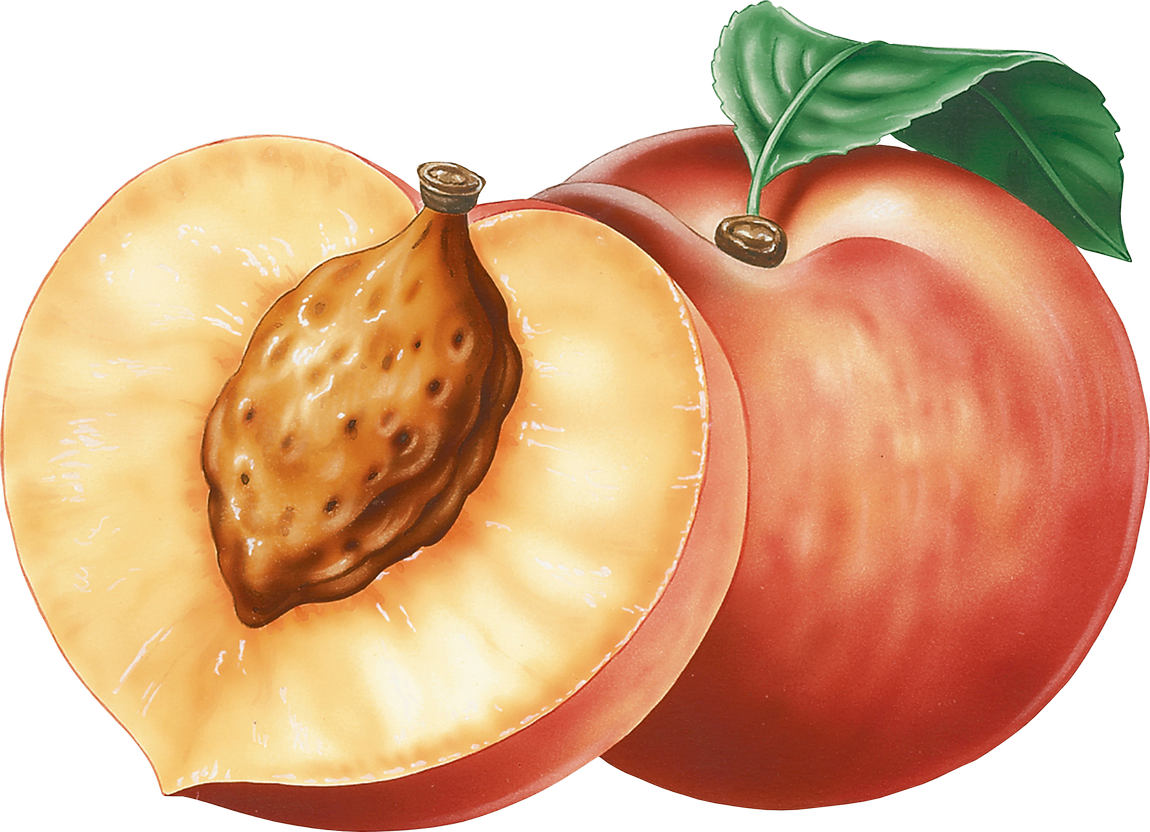 Clipart fruit peach. Png image purepng free