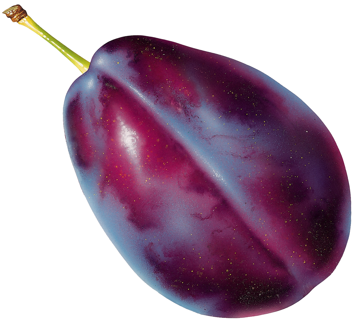 download free prune plum