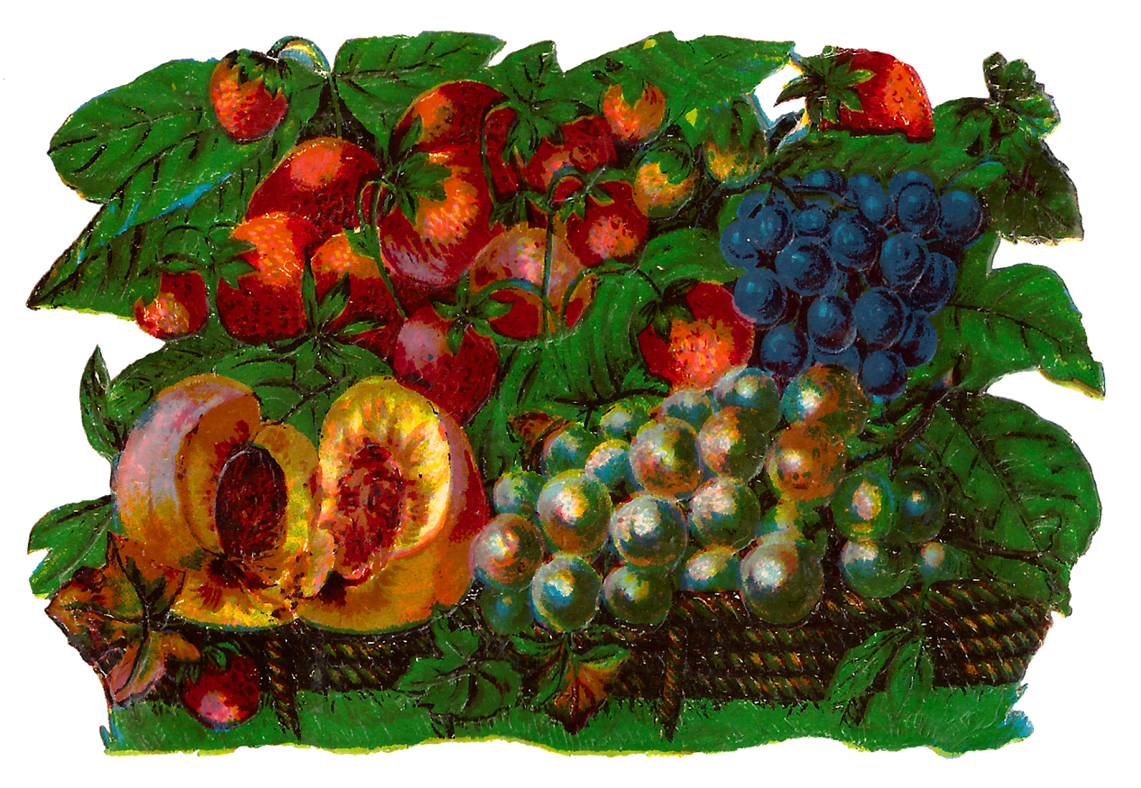clipart fruit watercolor