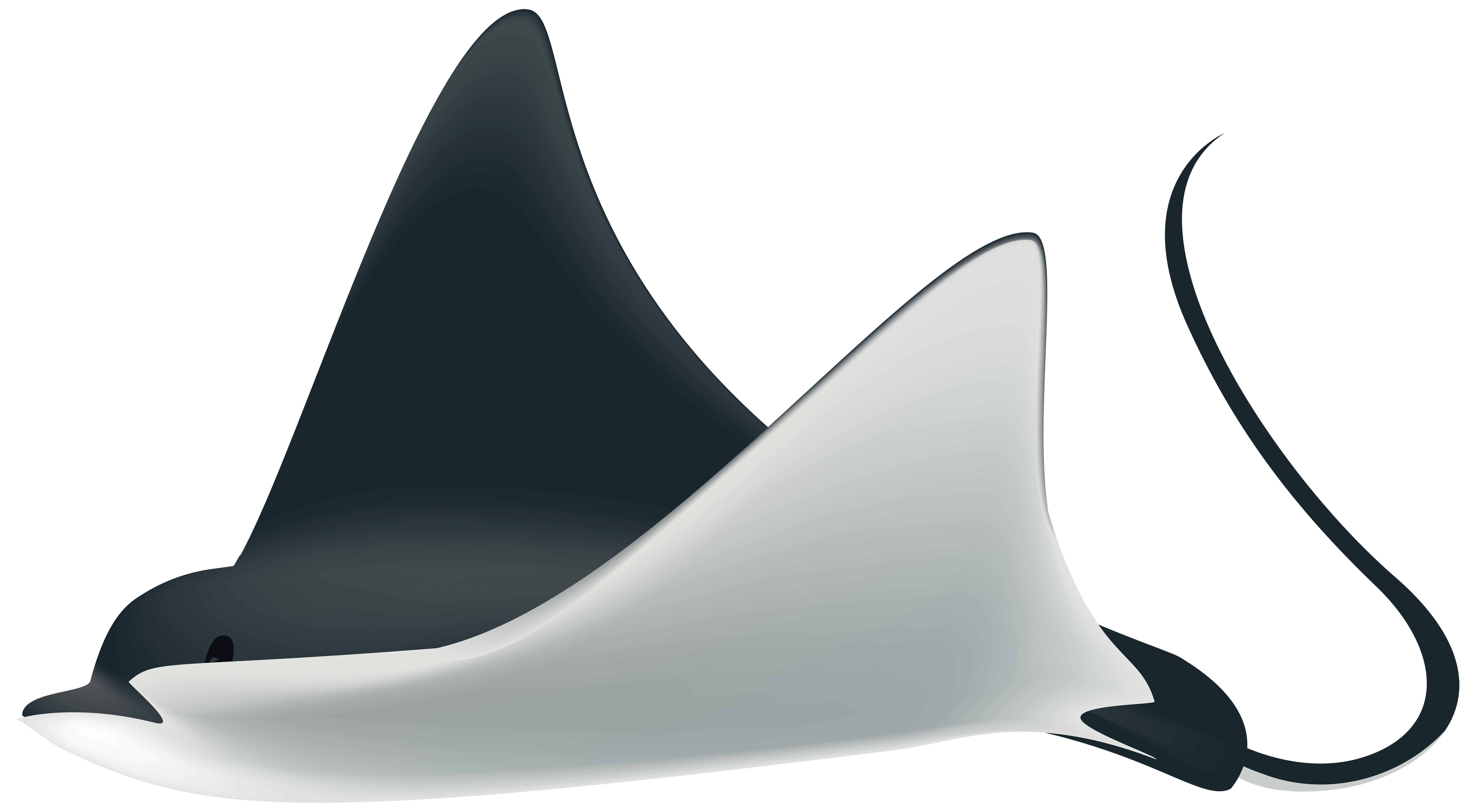 For kids at getdrawings. Water clipart shark