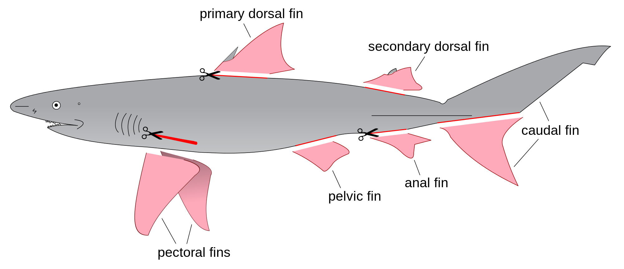 Fin drawing at getdrawings. Clipart shark template