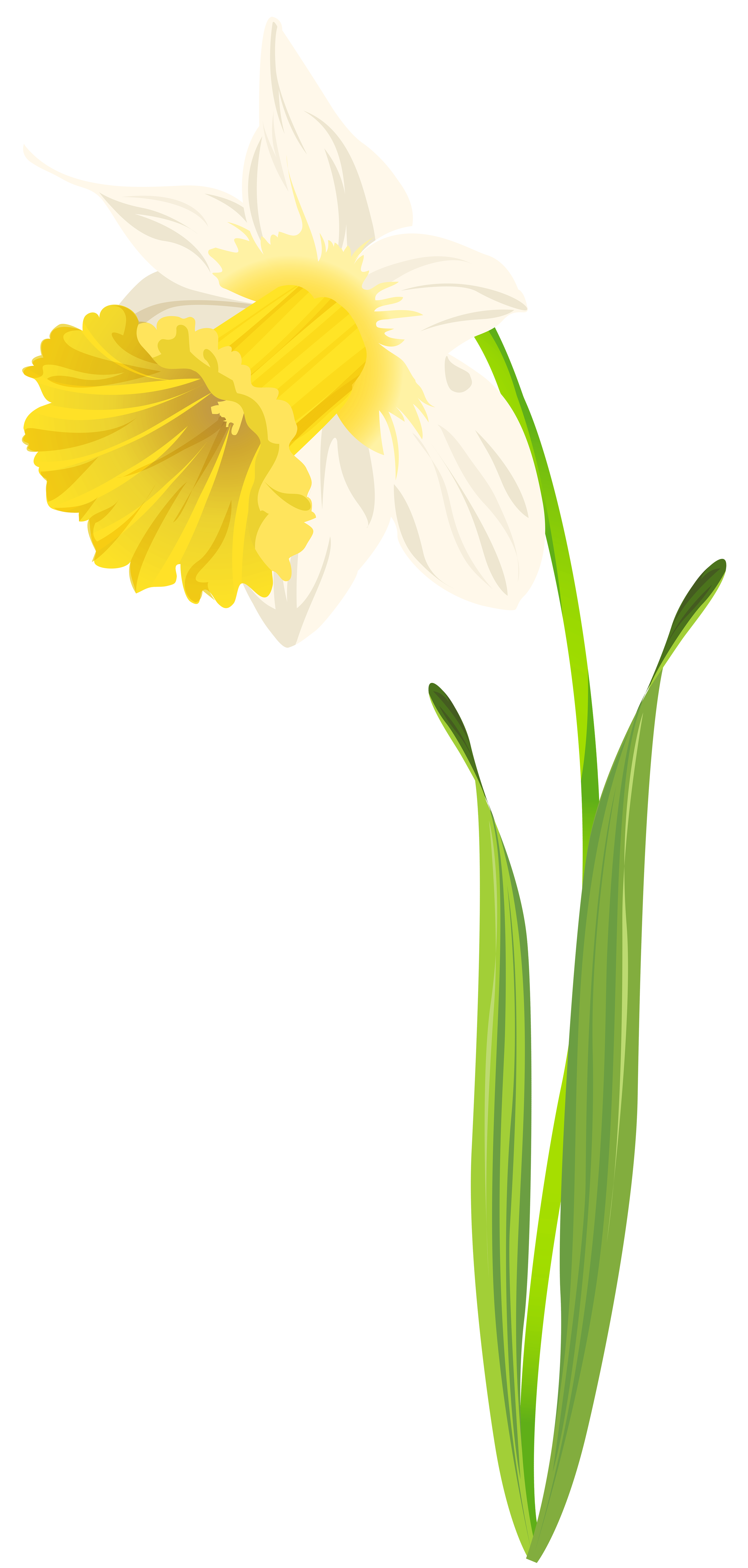 Daffodil clipart teacher. Png clip art image