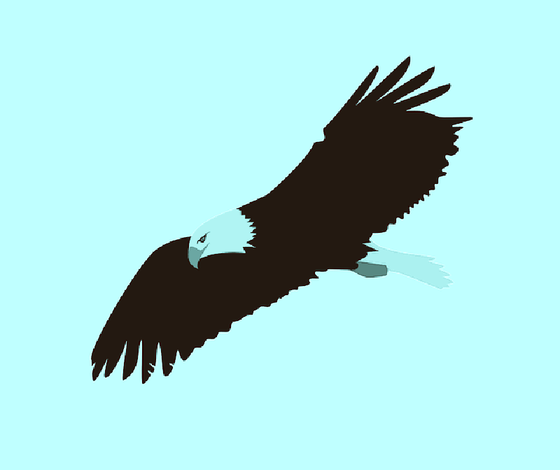 eagle clipart simple