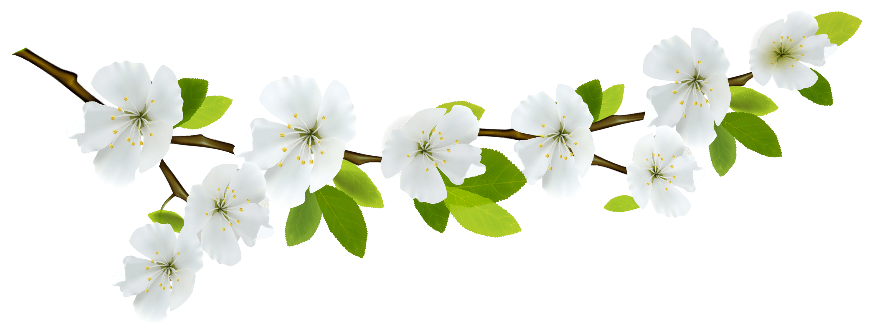 white flower png