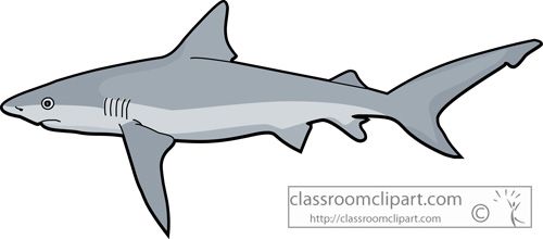 clipart shark tiger shark