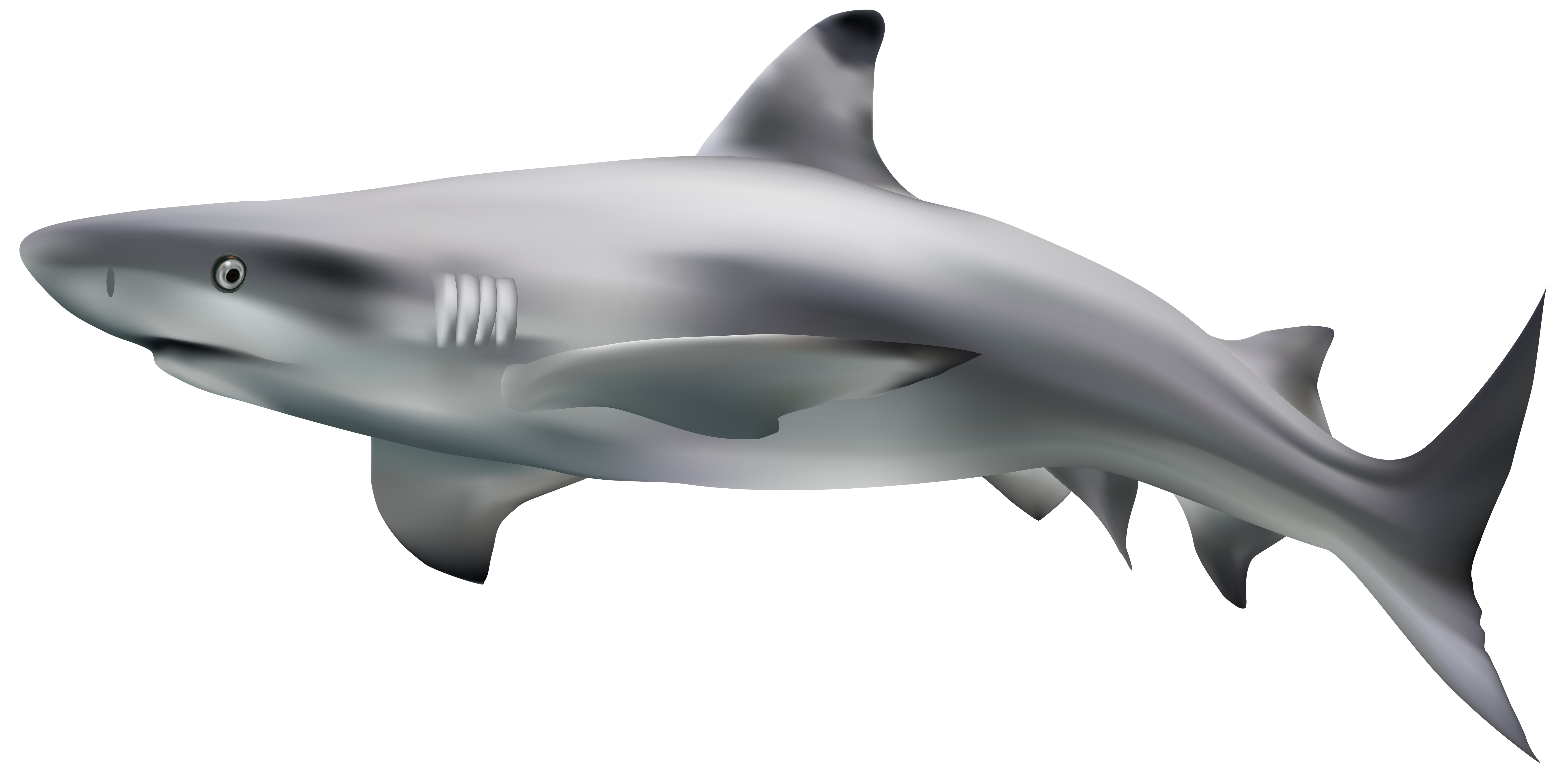 Transparent clip art image. Valentine clipart shark