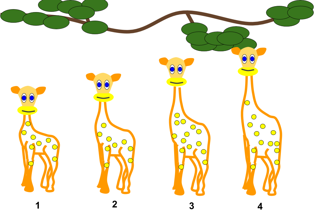 File lamarckian inheritance giraffes. Clipart giraffe adaptation