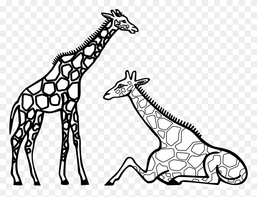 Giraffidae vertebrate mammal terrestrial. Clipart giraffe adaptation