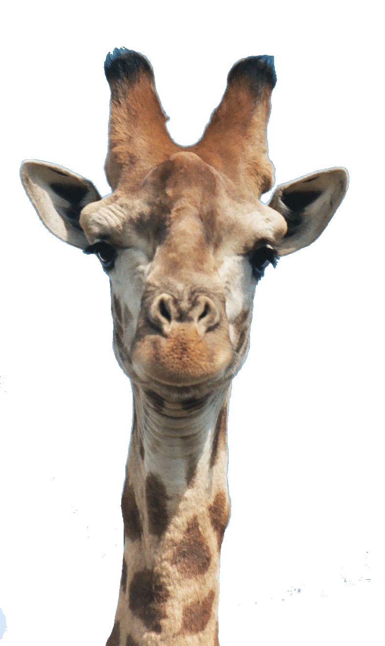 giraffe clipart realistic