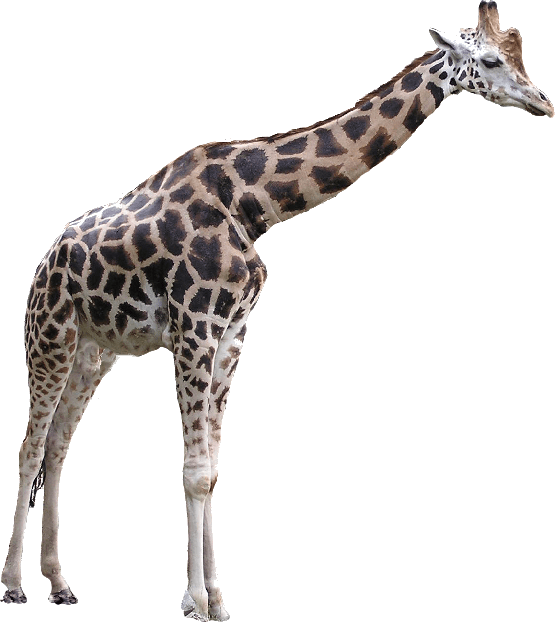 clipart giraffe clear background