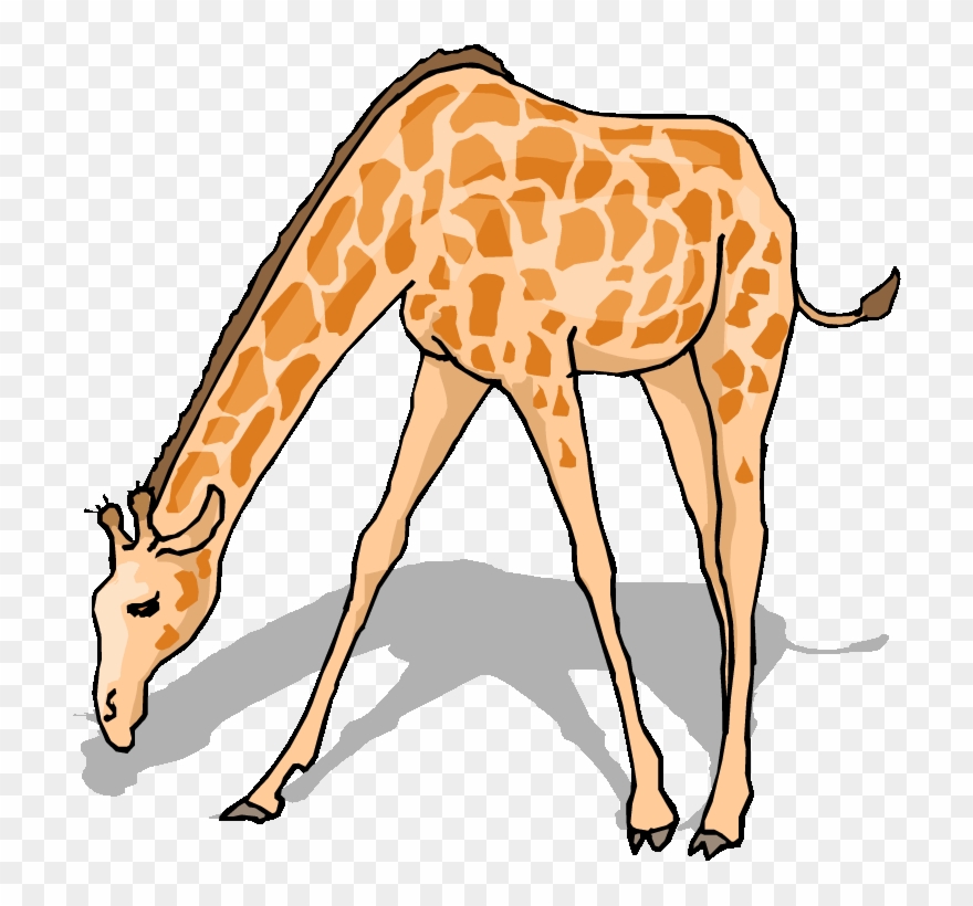 clipart giraffe drinking water cartoon