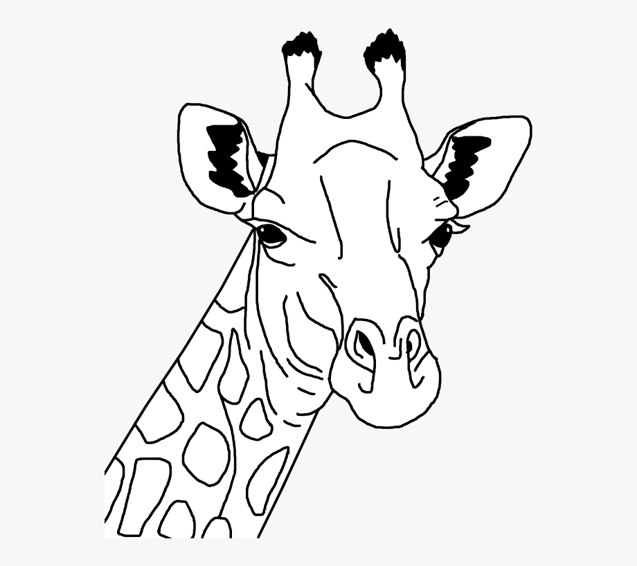 Coloring pages free cliparts. Clipart giraffe face drawing