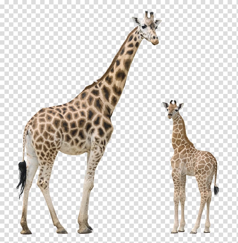 giraffe clipart file