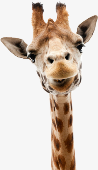 clipart giraffe neck head