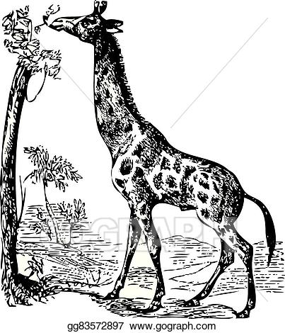 Clipart giraffe old. Vector illustration an engraving