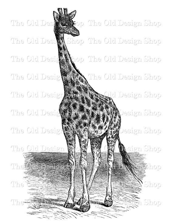 Clipart giraffe old. Clip art vintage animal
