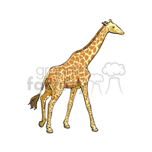 giraffe clipart profile