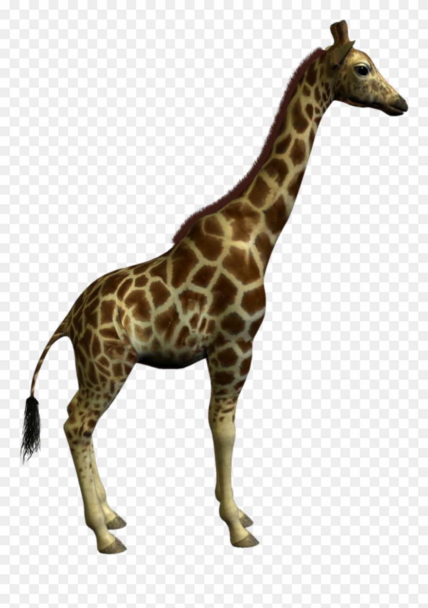Download Clipart giraffe real, Clipart giraffe real Transparent ...
