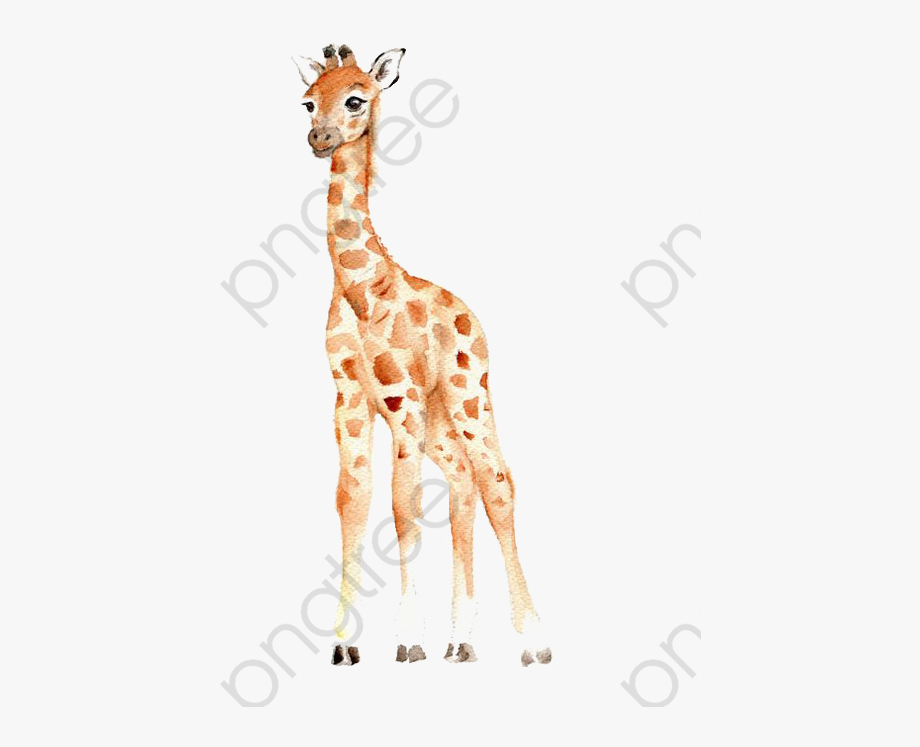 clipart giraffe real