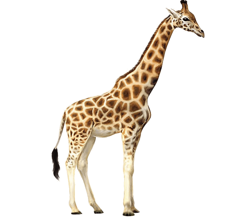 giraffe clipart texture