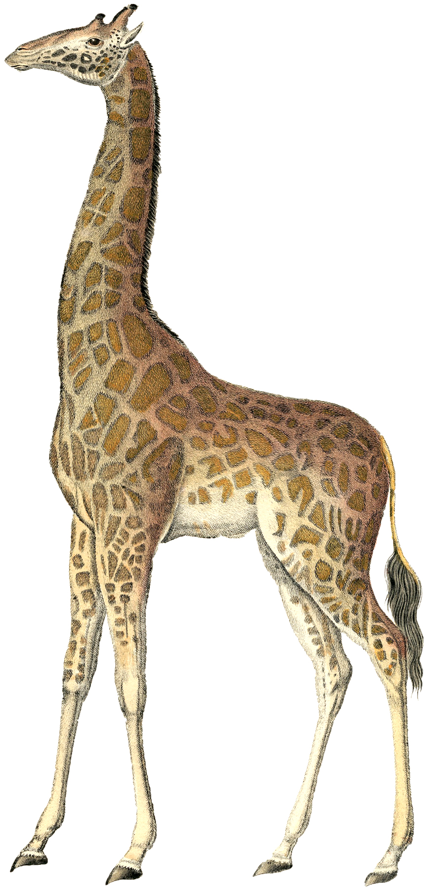 clipart giraffe vintage