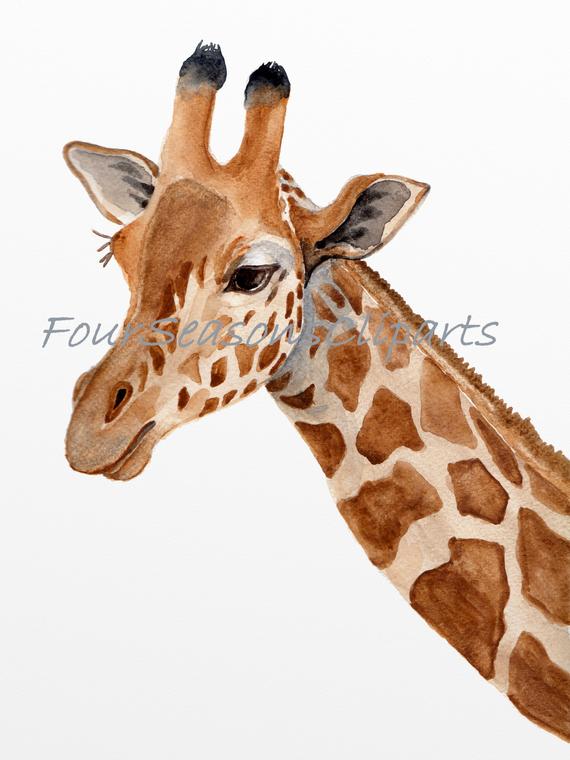 Clipart giraffe watercolor. Printable art wall decor
