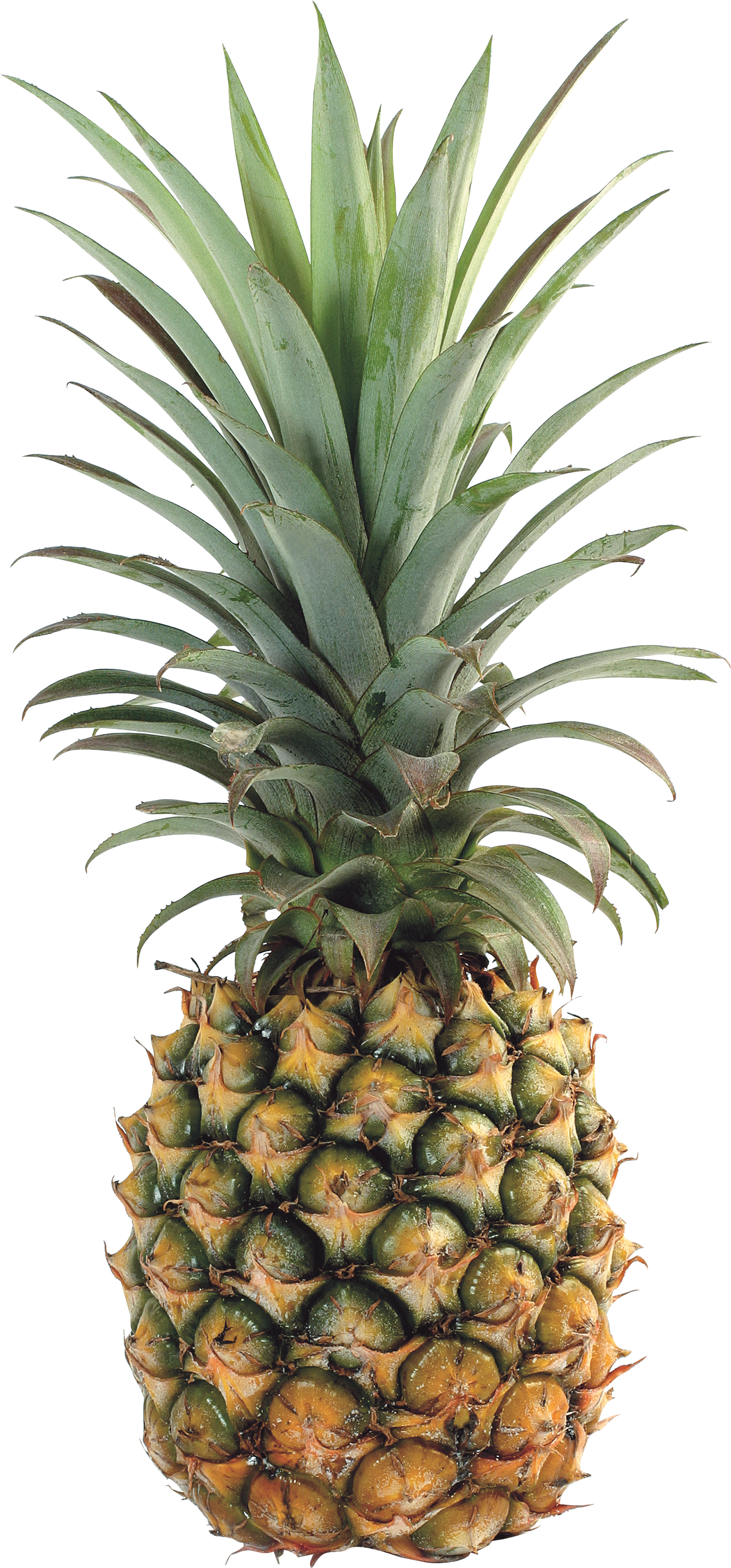 Sixteen isolated stock photo. Sunglasses clipart pineapple