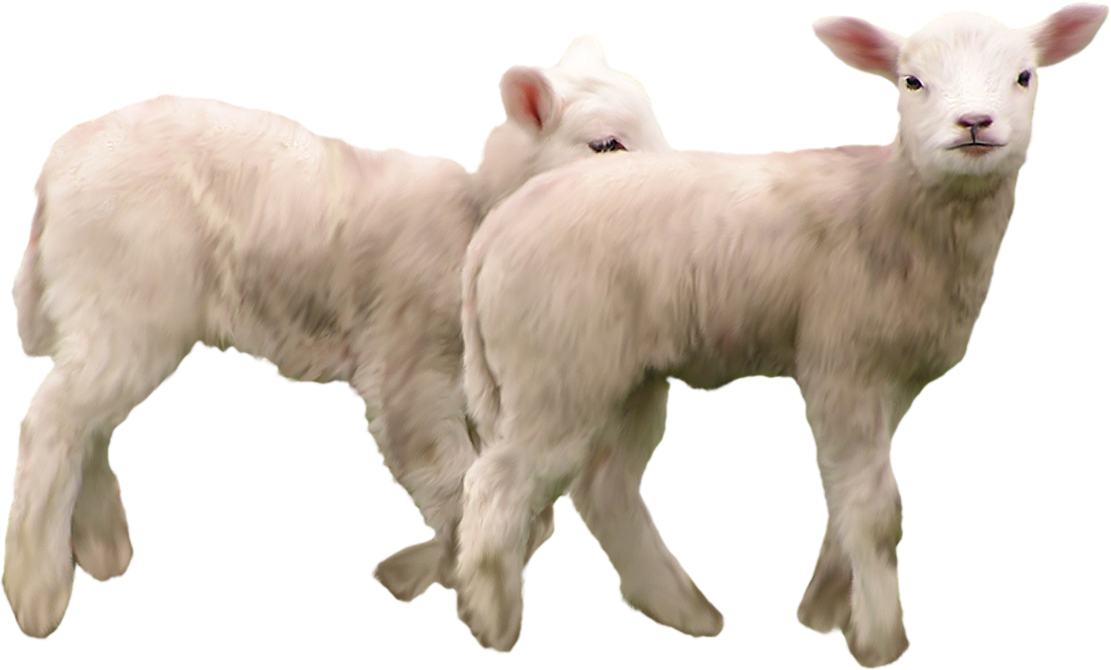 goat clipart angora goat