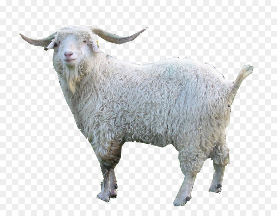 Cartoon sheep sticker goats. Clipart goat angora goat