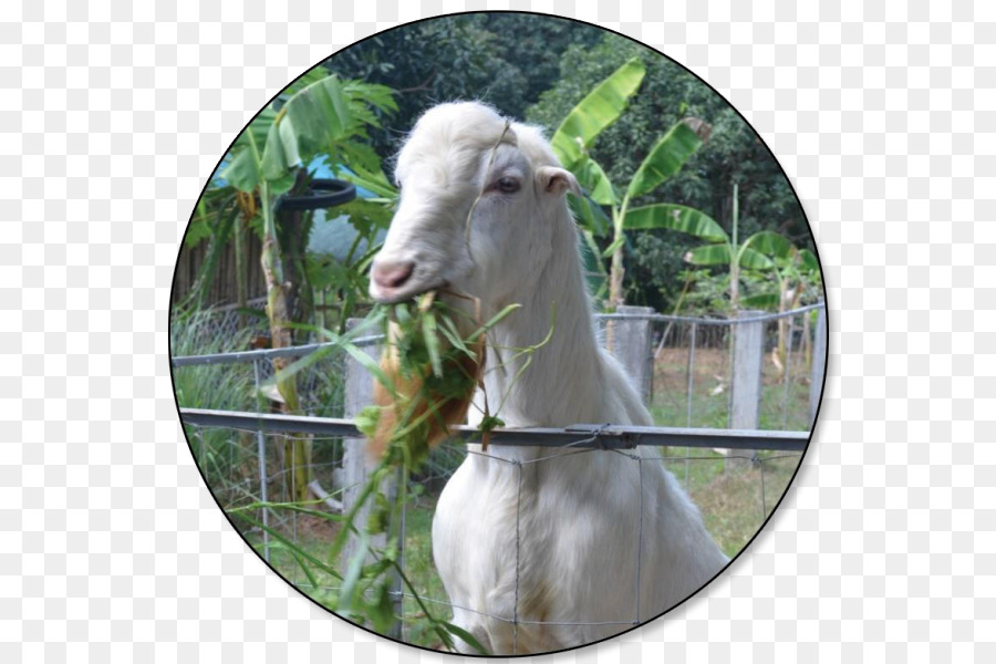 Cartoon png download free. Clipart goat carabao