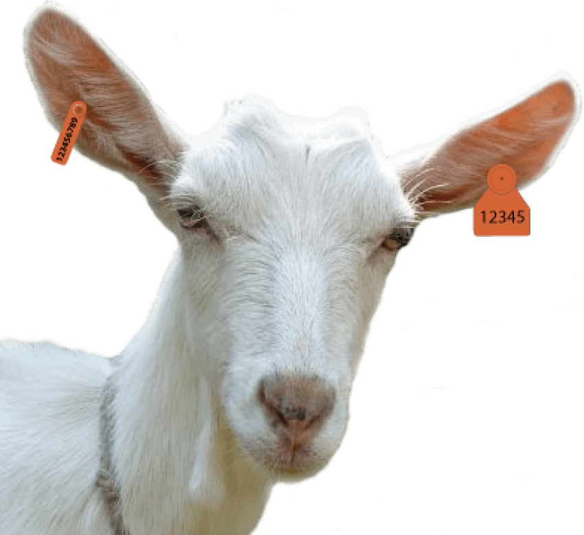 goat clipart ear