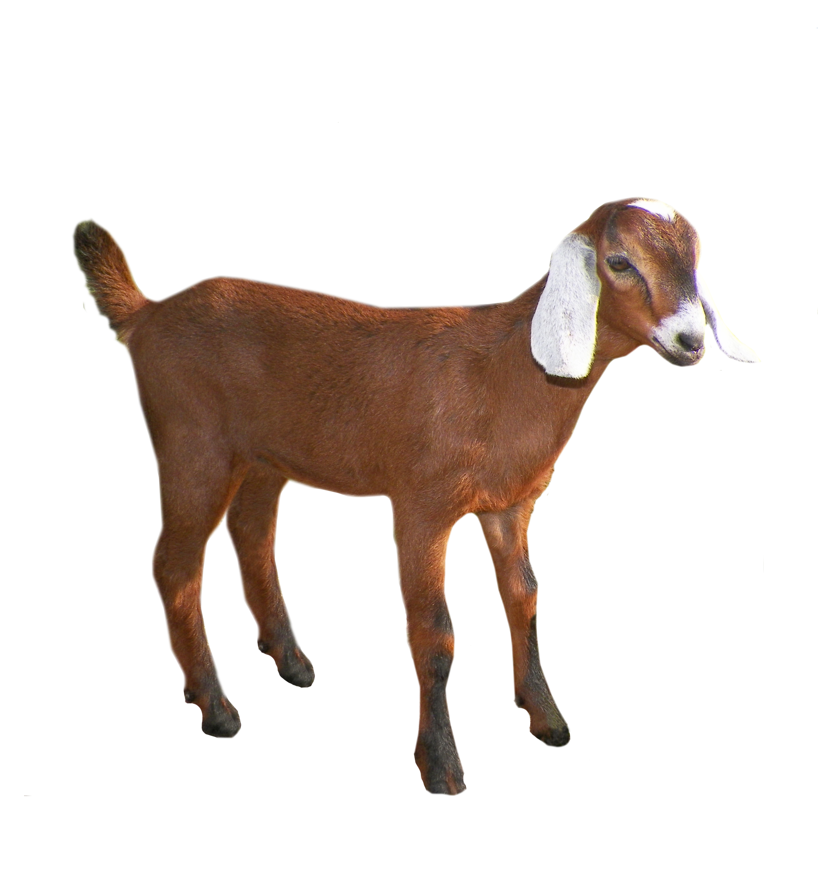 Png images free download. Goat clipart female goat