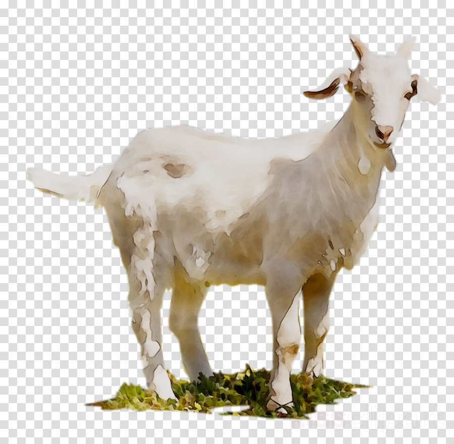cows clipart goat
